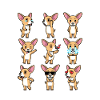 Chiweenie Dog