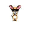 Chiweenie Dog