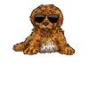 Cavapoo Cavoodle Capoodle Dog
