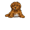 Cavapoo Cavoodle Capoodle Dog