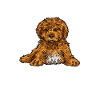 Cavapoo Cavoodle Capoodle Dog