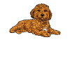 Cavapoo Cavoodle Capoodle Dog