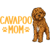 Cavapoo Cavoodle Capoodle Dog