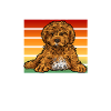 Cavapoo Cavoodle Capoodle Dog