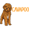 Cavapoo Cavoodle Capoodle Dog