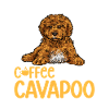 Cavapoo Cavoodle Capoodle Dog
