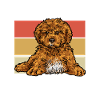Cavapoo Cavoodle Capoodle Dog