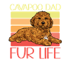 Cavapoo Cavoodle Capoodle Dog