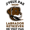 Labrador retriever 1