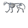 Skeleton Cat