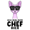 Katze Sphynx Cool Chef