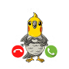 Mein Nymphensittich Ruft An