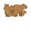 Capybara Caipibara