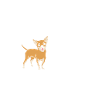 My Chihuahua can do anything