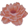 Flower Design