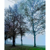 Tree in the fog