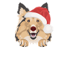 Shetland Sheepdog Joyeux Noël