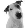 Knocker of the Jack Russell