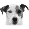 Jack Russell