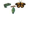 Évolution papillon