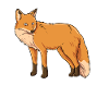 Fox Cunning Wildlife