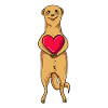 Suricate de la Saint-Valentin