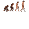Human evolution
