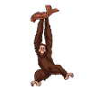 Orangutan