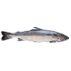 Saumon (Salmo salar)