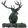 Wildlife Deer