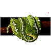Boas addict