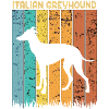 Italian greyhound