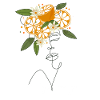 Lady Orange