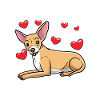 Chiweenie Dog