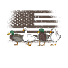 Canards Diversité Sauvagine