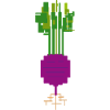 Kohlrabi Red
