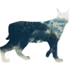 Lynx