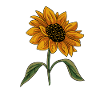 Sunflower Flower