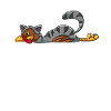 Chat de dinde