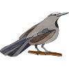 Oiseau