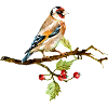 Bunter Vogel