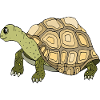 Tortoise