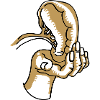 The spleen