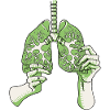 The lungs