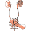 Kidneys and bladder