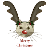 Weihnachtskatze