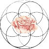 Lovely rose