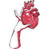 The Heart
