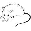 Ratte