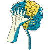 The brain